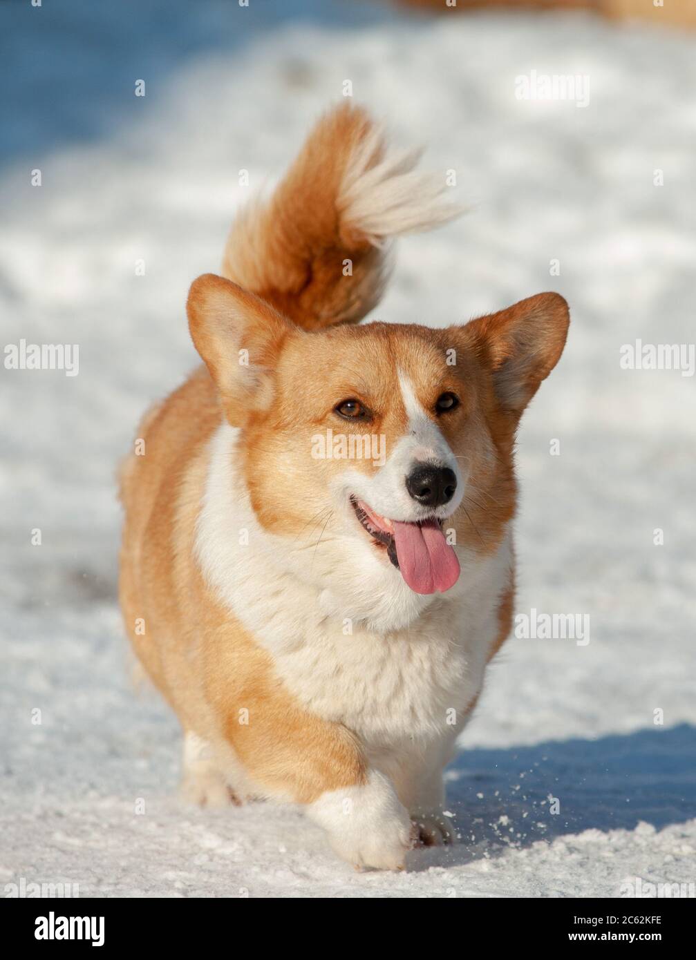 Gallese corgi pembtoke cane in inverno Foto Stock