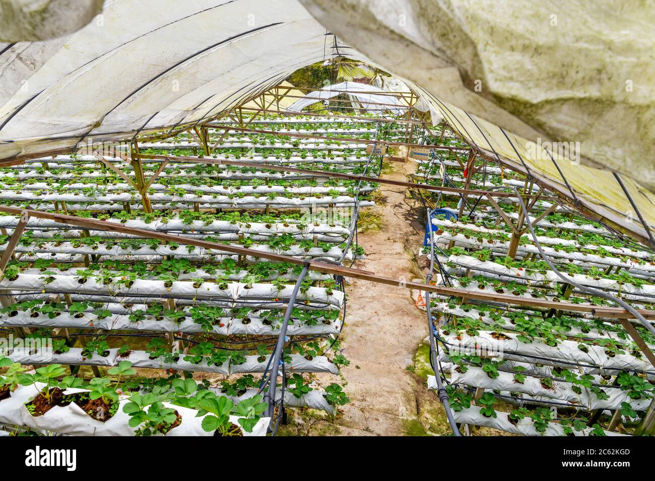 Fragole che crescono in gallerie di polytunnels a Brinchang, Cameron Highlands, Malesia Foto Stock