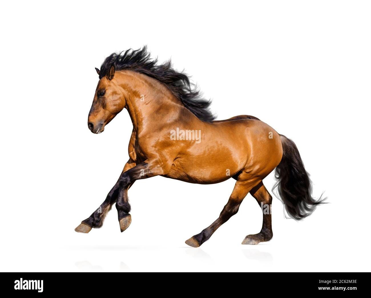 Splendido stallone isolato su uno sfondo bianco Foto Stock