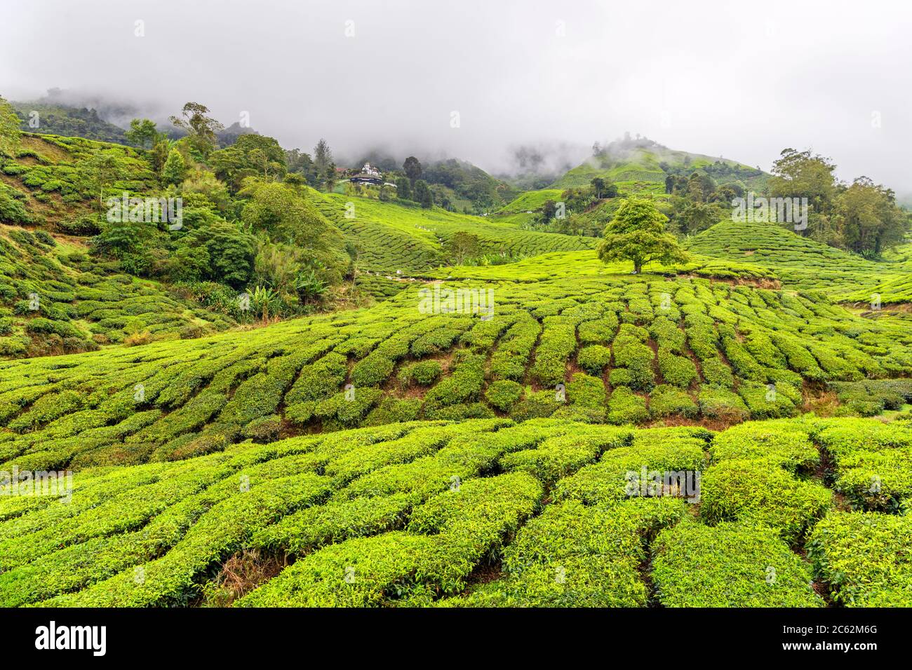 Piantagione di tè vicino a Brinchang, Cameron Highlands, Malesia Foto Stock