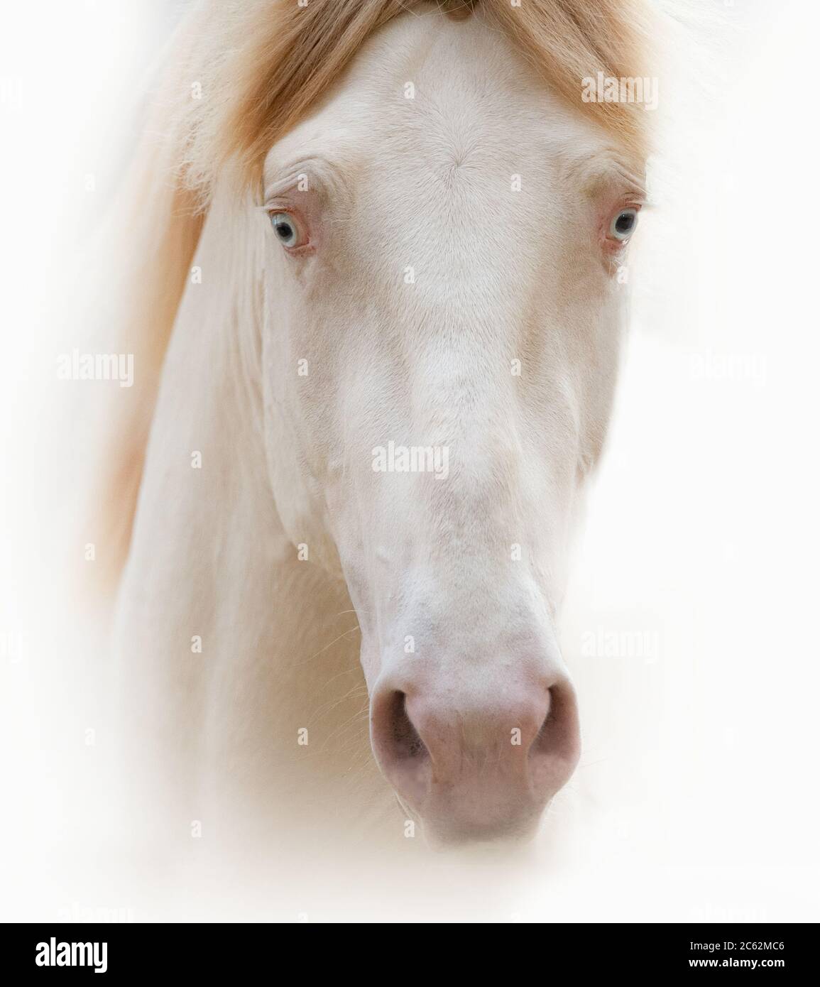 Bel ritratto a cavallo con occhi blu cremello in chiave alta Foto Stock