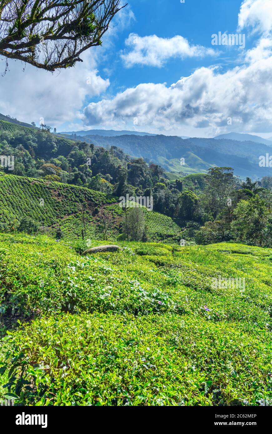 Piantagione di tè vicino a Tana Ratah, Cameron Highlands, Malesia Foto Stock