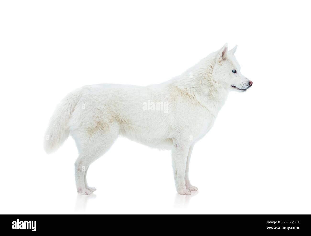Buccia di siberia bianca isolata su un bianco Foto Stock