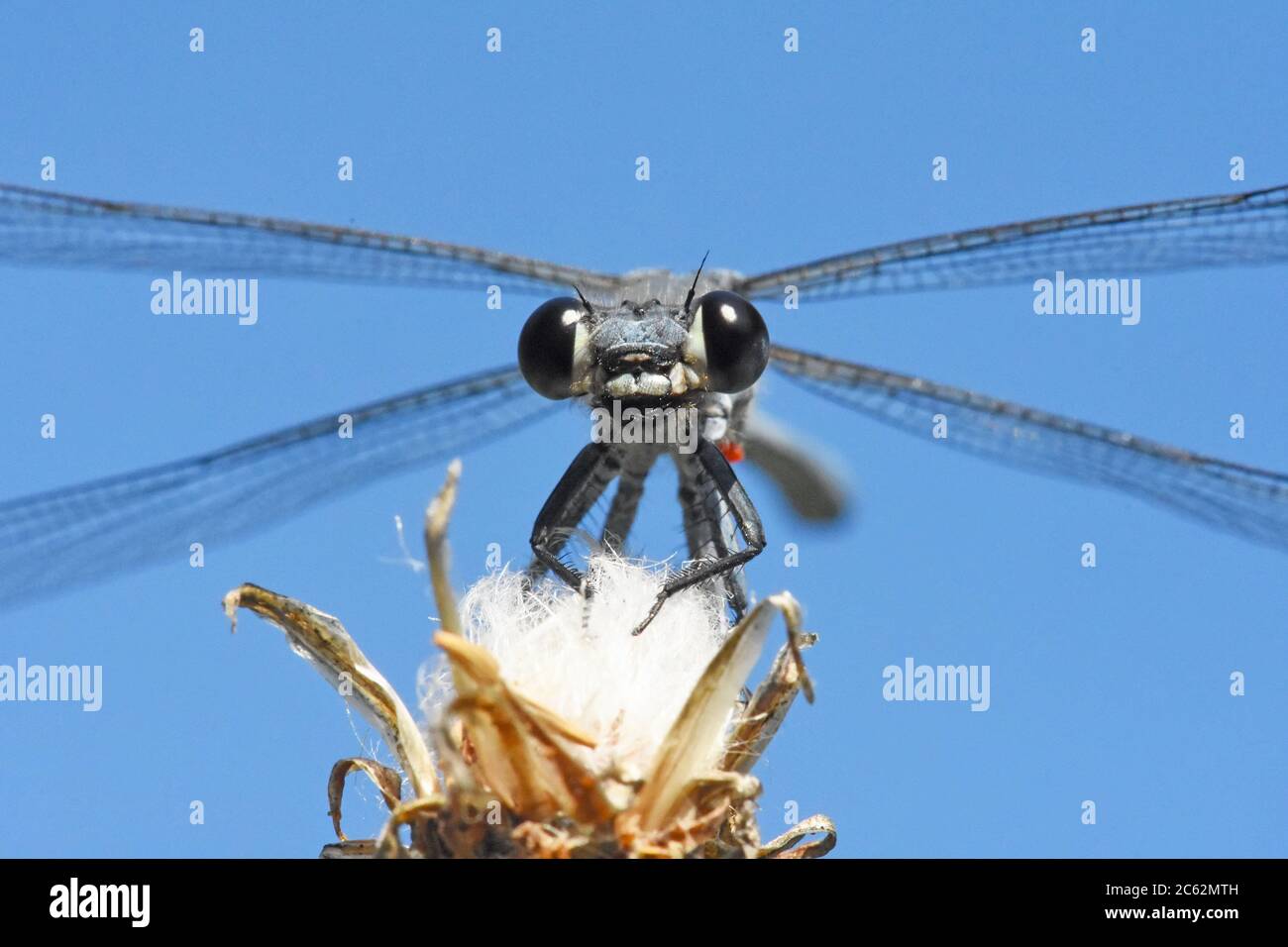 Dasselfly - Epallage Fata (Epallage Fata), maschio Foto Stock