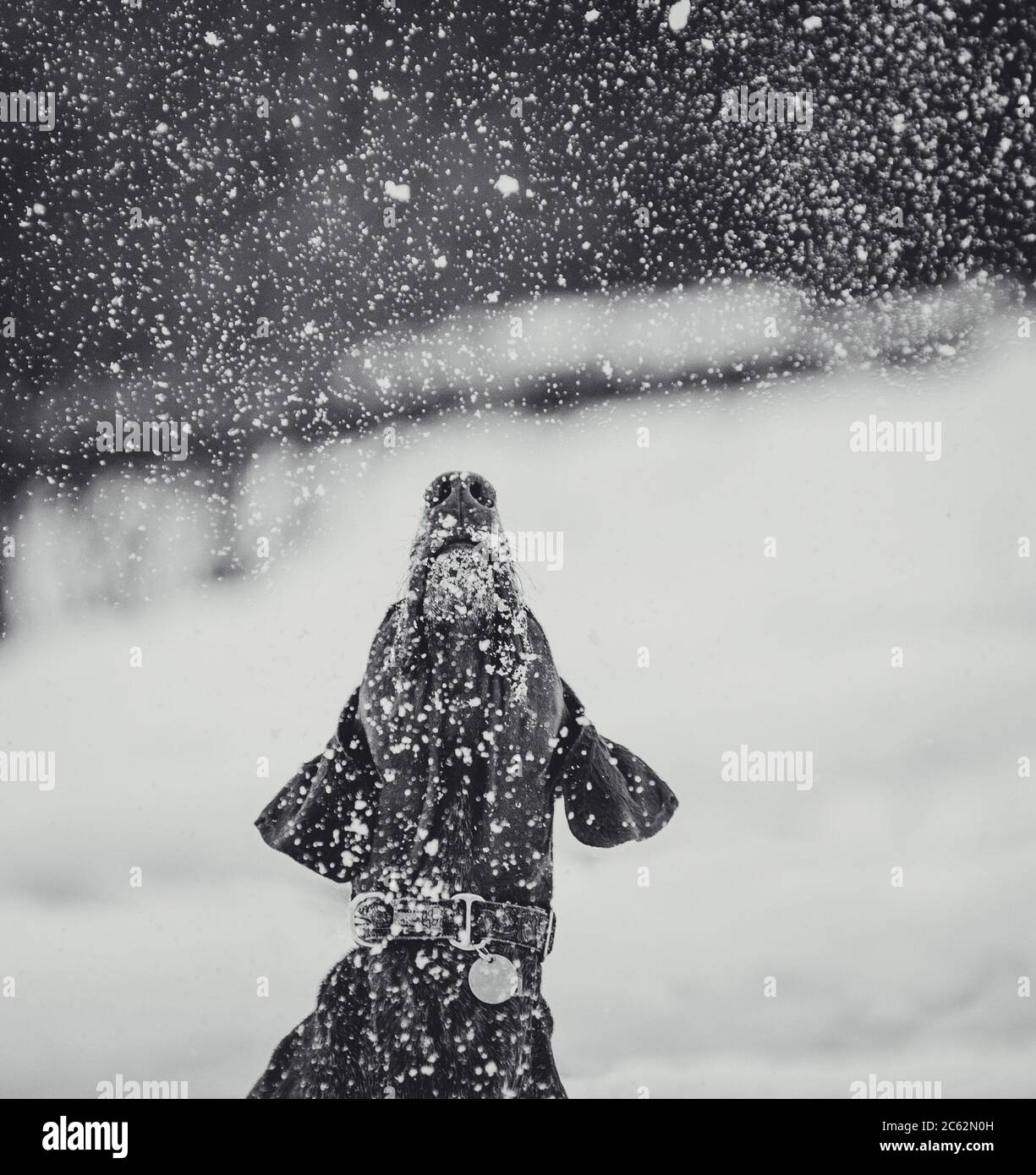 Cane guardando in su a neve caduta in inverno Foto Stock