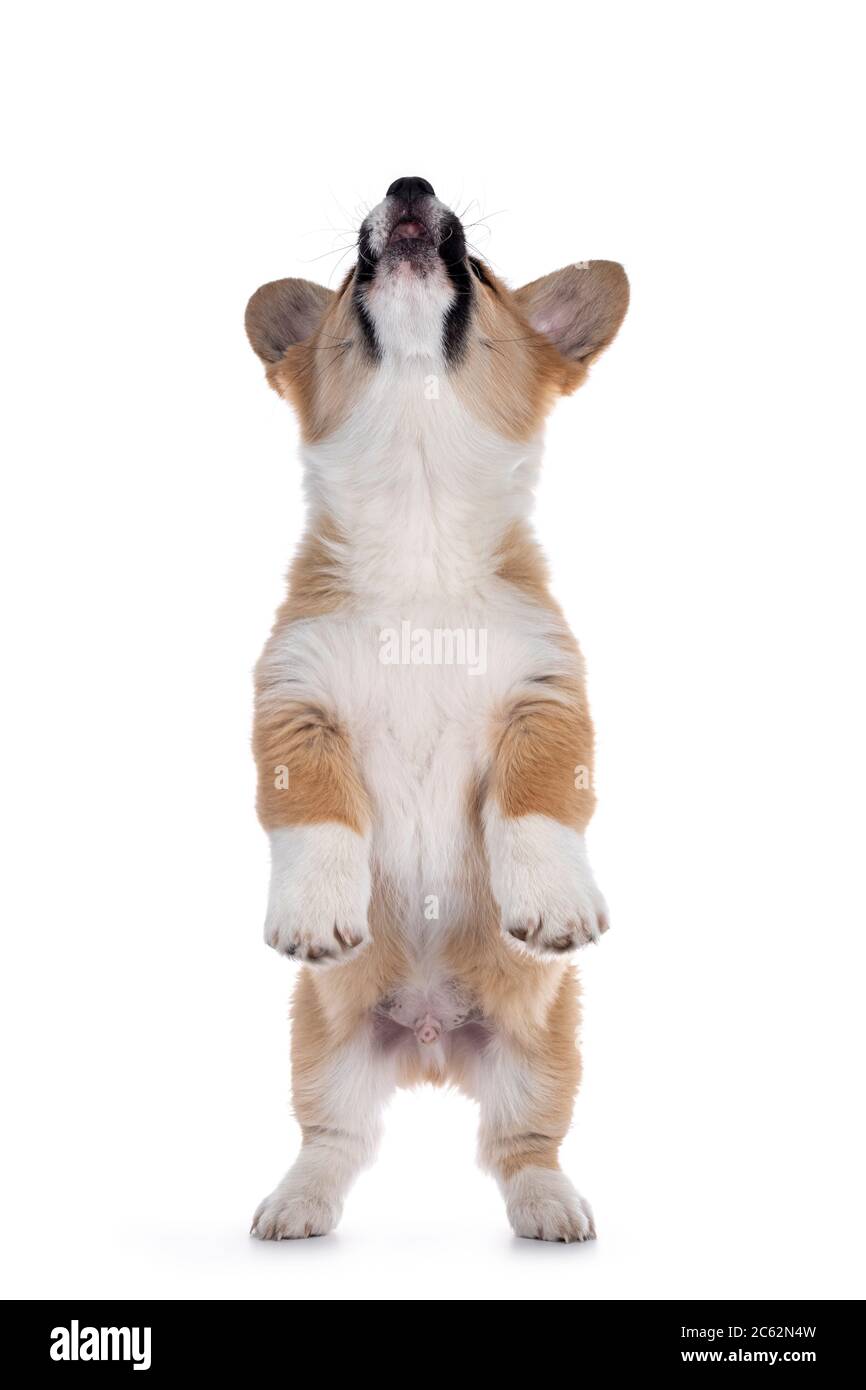 Adorabile cucciolo di cane gallese Corgi Pembroke, in piedi su zampe posteriori come meerkat. Guardando in alto. Isolato su sfondo bianco. Foto Stock
