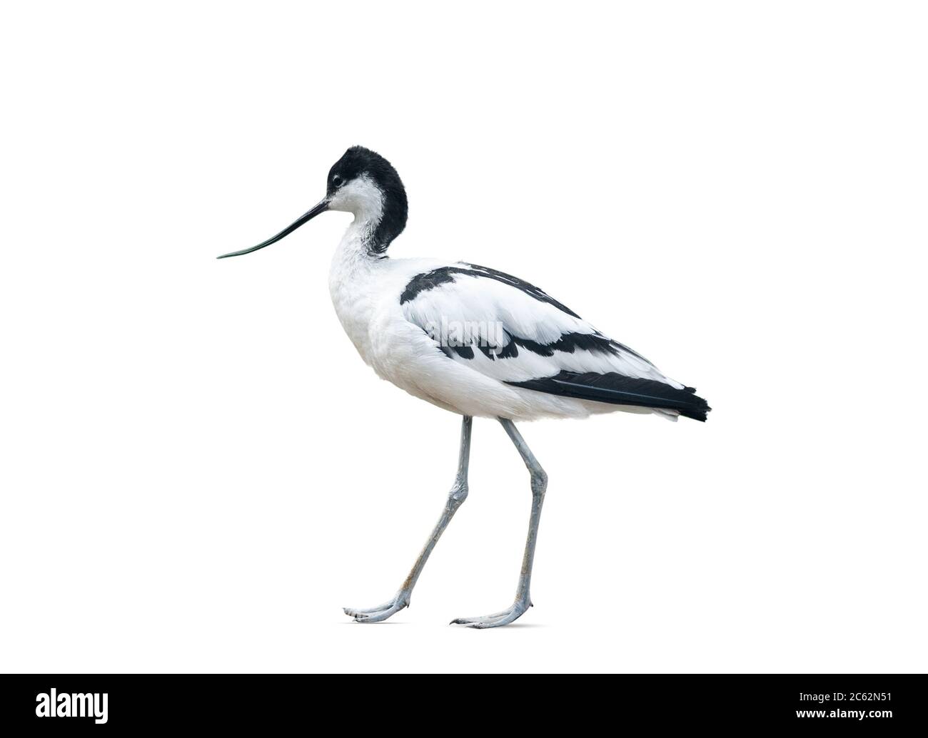 Avoceto uccello camminare, isolato su uno sfondo bianco Foto Stock