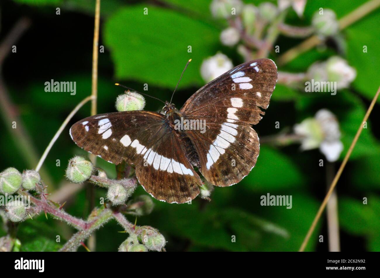 White Admiral Butterfly'Limenitis camilla', su fiori di mora, giostre in boschi di latifoglie, Somerset, Inghilterra, Regno Unito Foto Stock