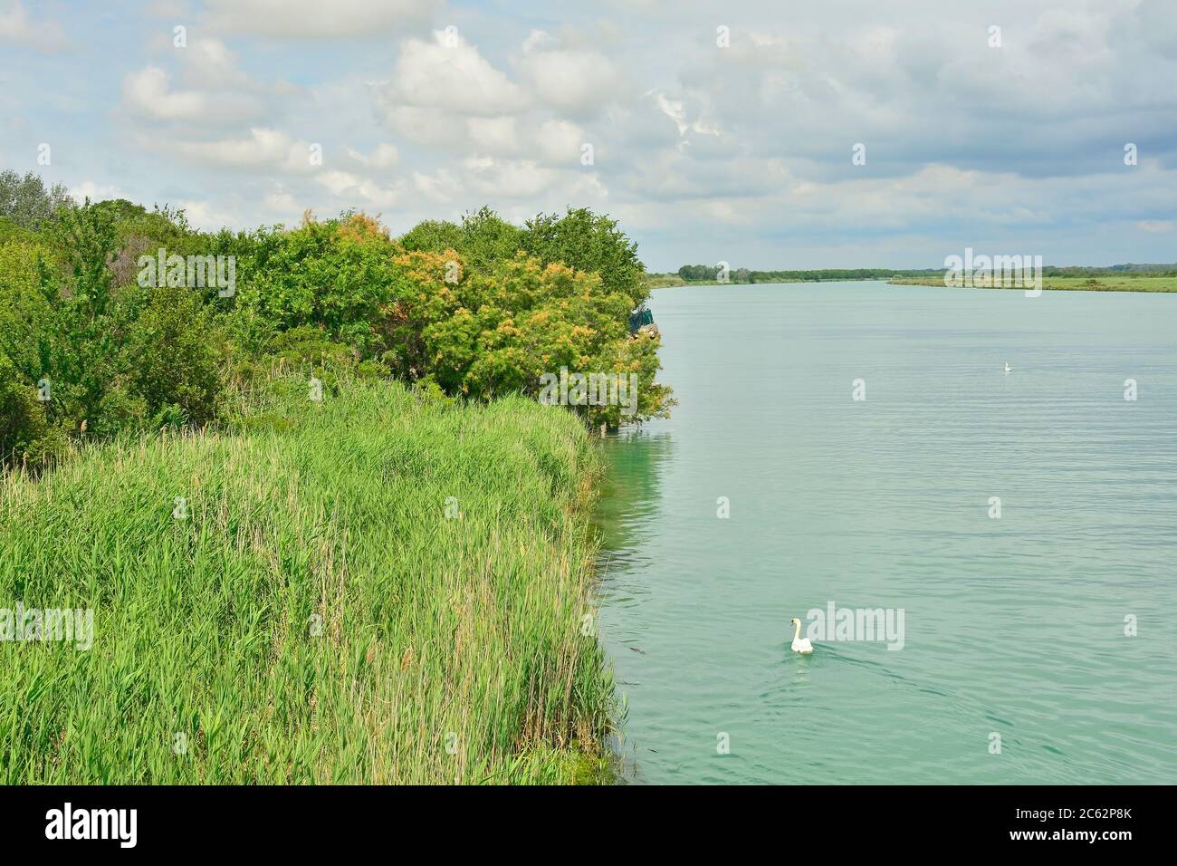 Una cigno nuota sulle acque delle zone umide dell'Isola della Cona in Friuli-Venezia Giulia, Italia nord-orientale Foto Stock