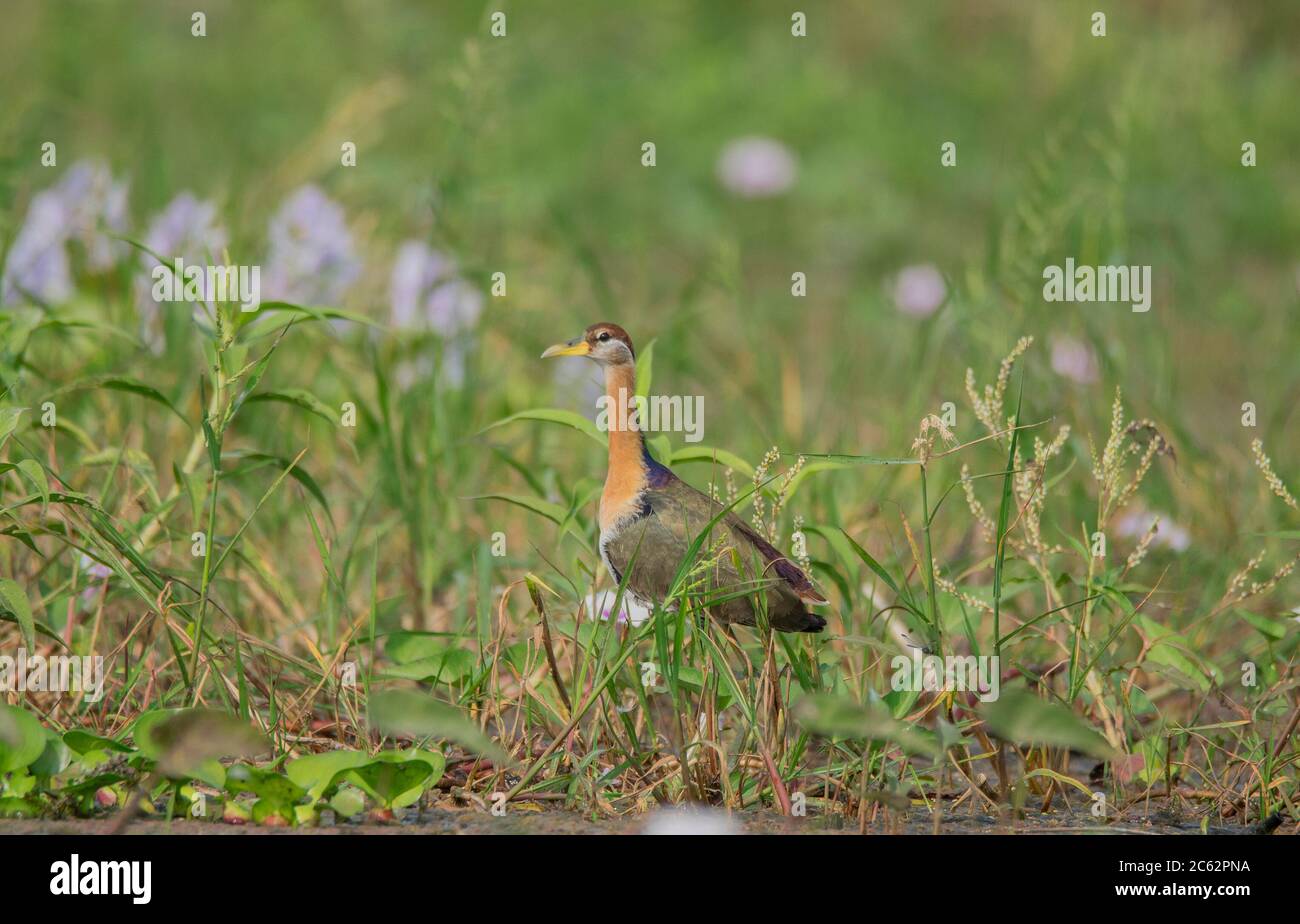 Un uccello selvaggio che si muove nella verde palude con il suo habitat perfetto dal nostro bello . Foto Stock