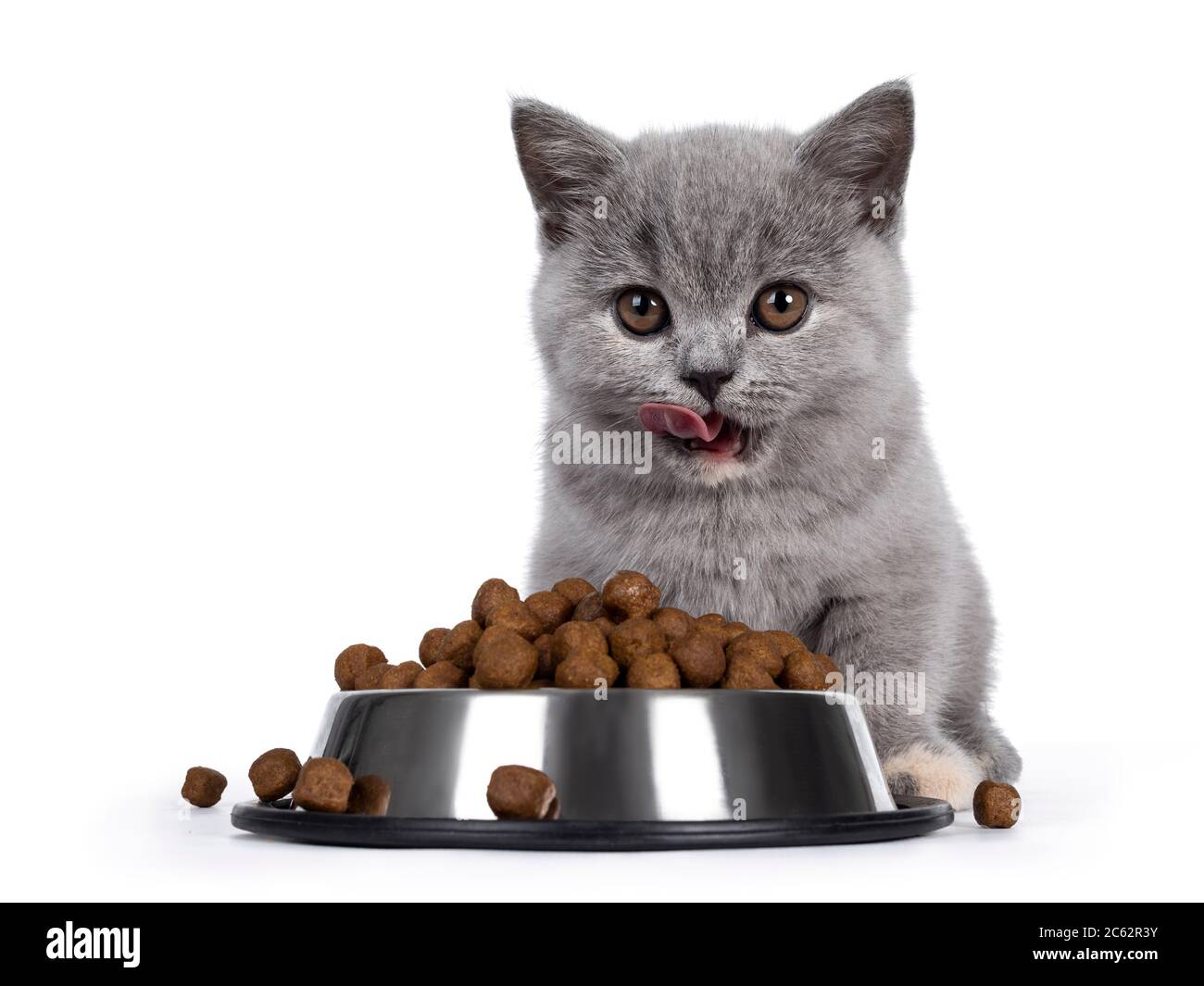 Carino gattino blu britannico Shorthair seduto dietro una ciotola di cibo di alluminio riempito con kibbles di cibo secco. Guardando direttamente alla fotocamera, alla bocca aperta e lic Foto Stock