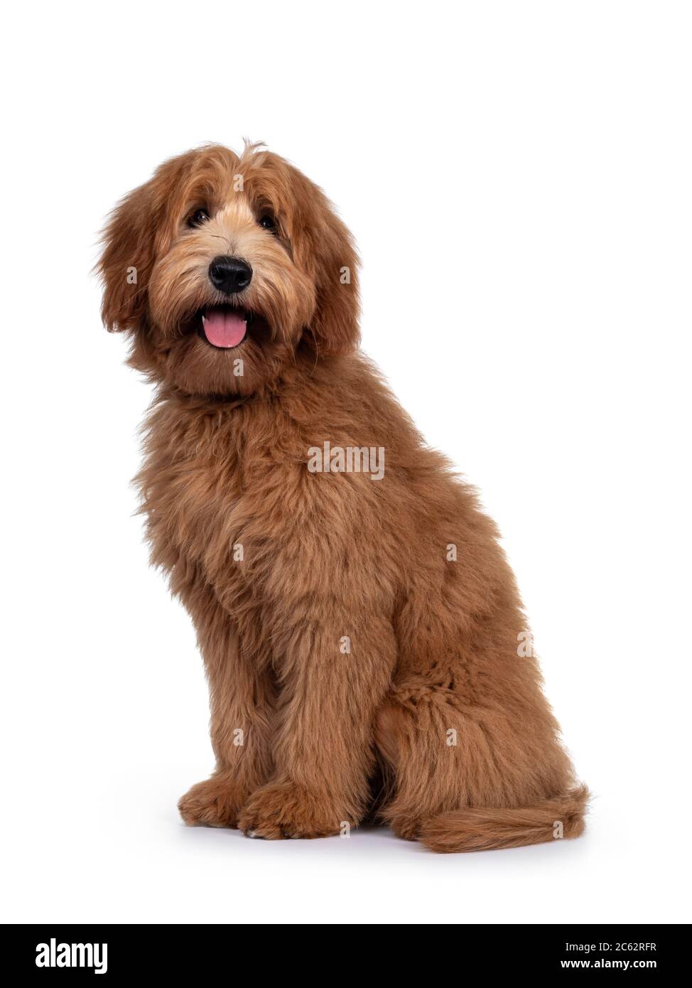 Adorabile rosso / abricot Labradoodle cane cucciolo, seduto modi laterali, guardando verso la macchina fotografica con occhi lucidi scuro. Isolato su sfondo bianco. Foto Stock