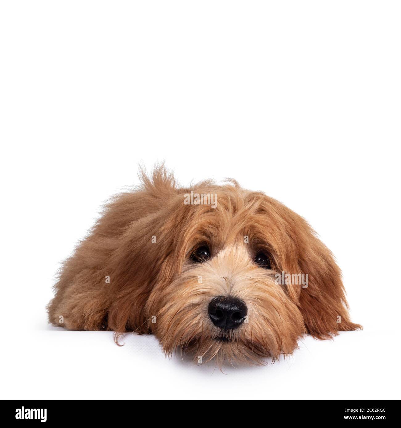 Adorabile rosso / abricot Labradoodle cane cucciolo, layingflat faccia in giù di fronte, guardando verso la fotocamera con occhi lucidi scuro. Isolato su sfondo bianco Foto Stock