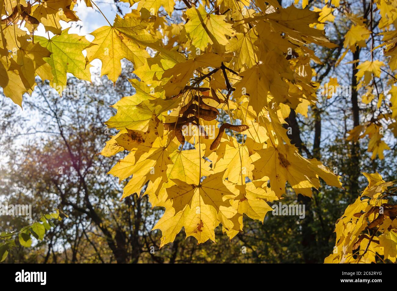 L'acero giallo fiero lascia al sole in autunno. Foto Stock