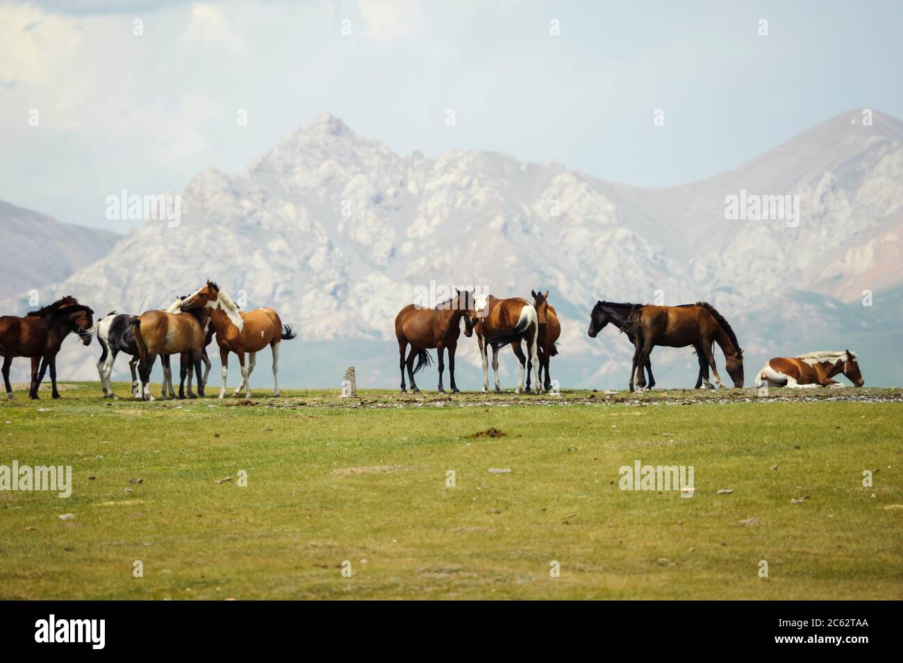 Cavalli semi selvatici in Kirghizistan Foto Stock