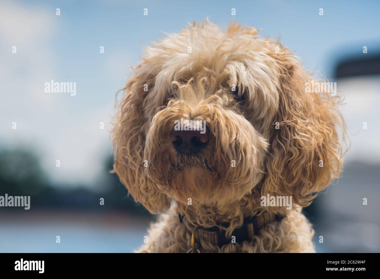 Primo piano di un Labradoodle Foto Stock