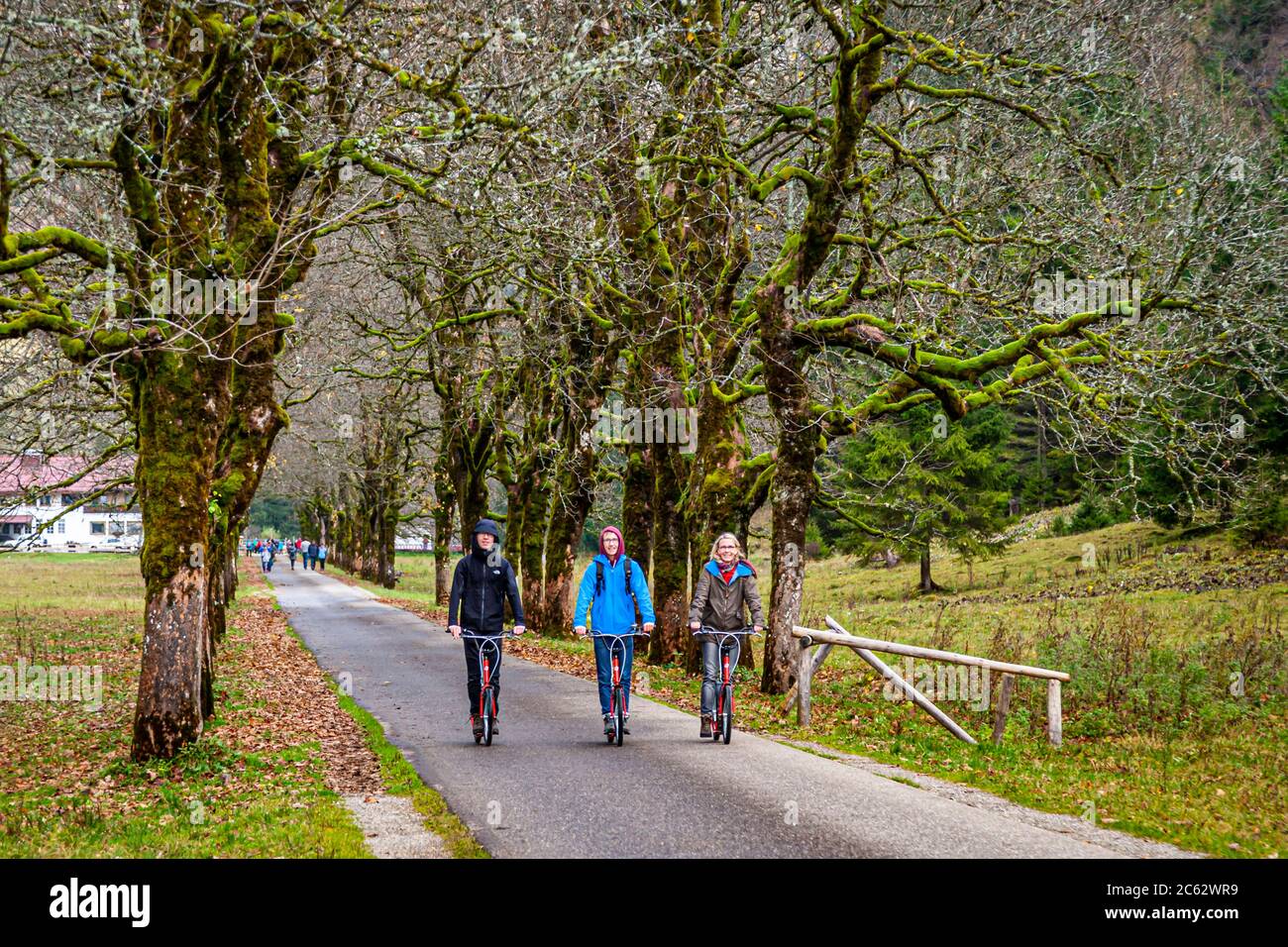 Tre pattinatori sullo scooter tornano attraverso un viale di alberi ricoperto di muschio dall'Oy-Alm vicino a Oberstdorf, Bavaria, Germania, dirigendosi di nuovo verso la valle. Foto Stock