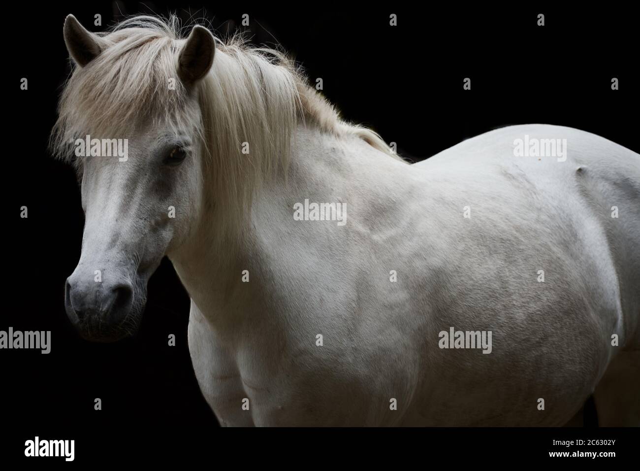 Primo piano di un cavallo bianco isolato su sfondo nero Foto Stock
