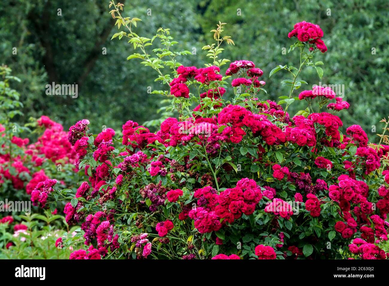 Rosso arrampicata giardino di rose rambler Foto Stock