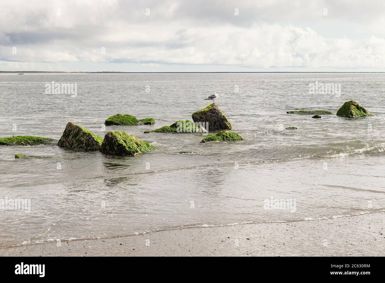 Rocce coperte di alghe verdi con gabbiano in oceano Foto Stock