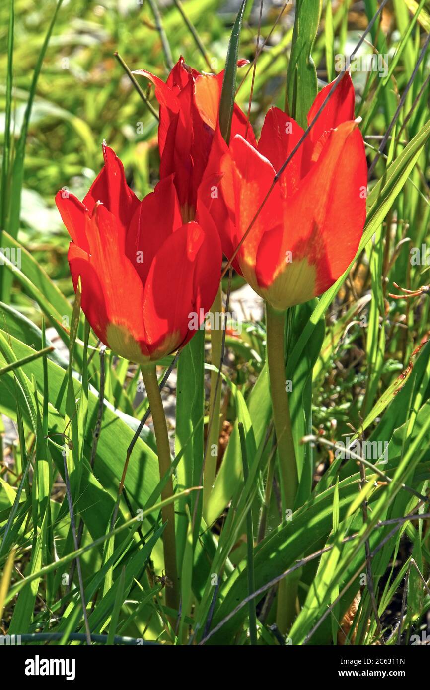 I tulipani selvatici fioriscono Foto Stock