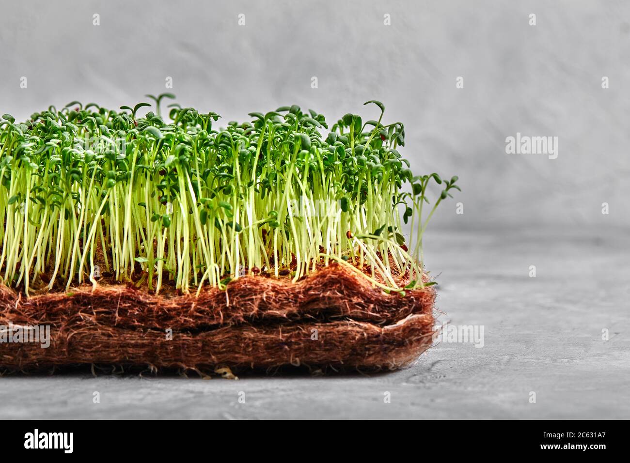 Piselli micrograni con semi e radici. Germogliare i micro green su gatti Jute Microgreens Grow. Germogliare i micrograni sui tappetini biodegradabili della canapa Foto Stock