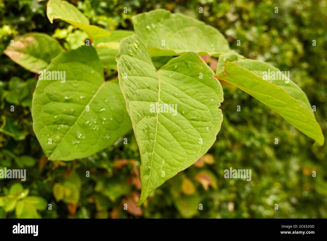 Il Knotweed giapponese vegetale, invasivo, a rapida crescita o il Polygonum cuspidatum o la Fallopia japonica Foto Stock
