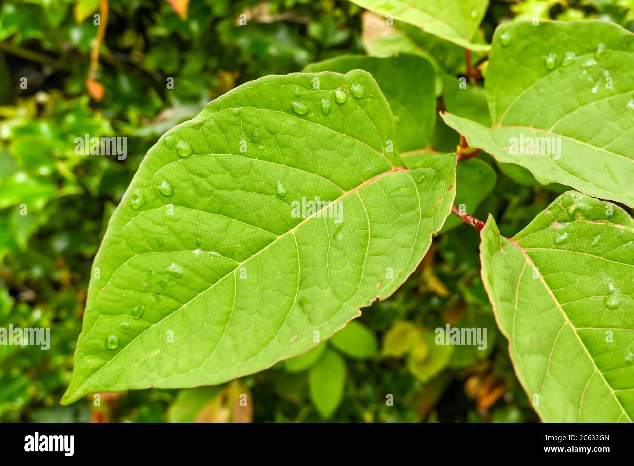 Il Knotweed giapponese vegetale, invasivo, a rapida crescita o il Polygonum cuspidatum o la Fallopia japonica Foto Stock