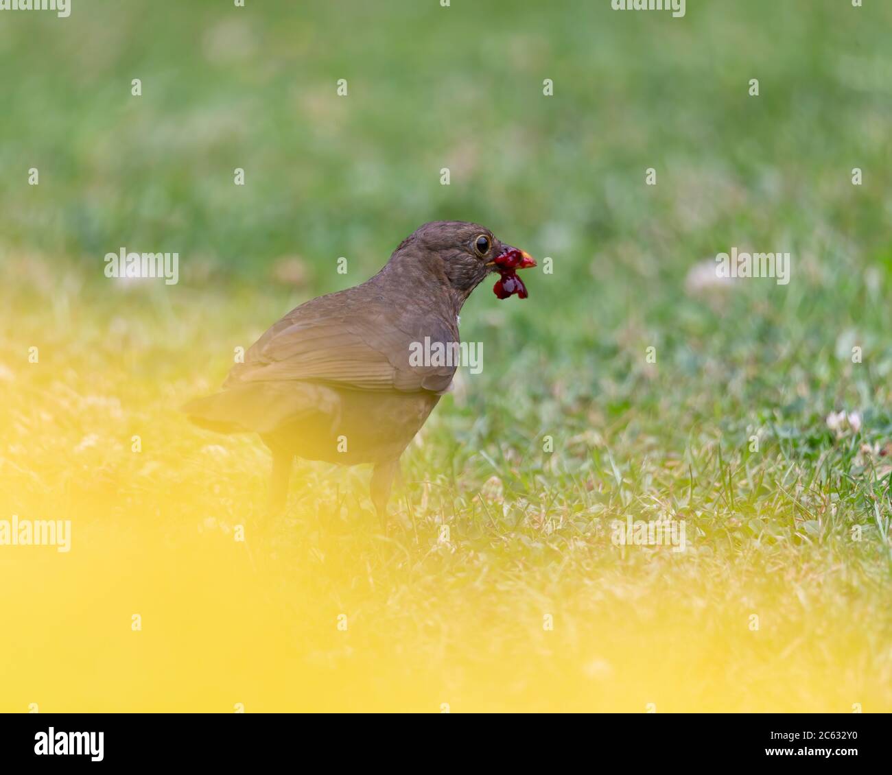 Una donna Blackbird, Turdus merula, che mangia una ciliegia in un giardino nel Kent. REGNO UNITO Foto Stock