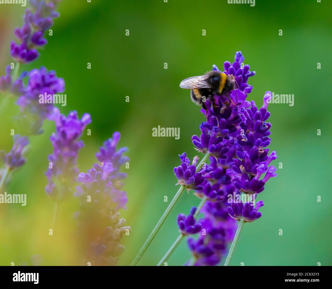 Bumble Bee con coda bianca, Bombus lucorum, su una certa lavanda Foto Stock