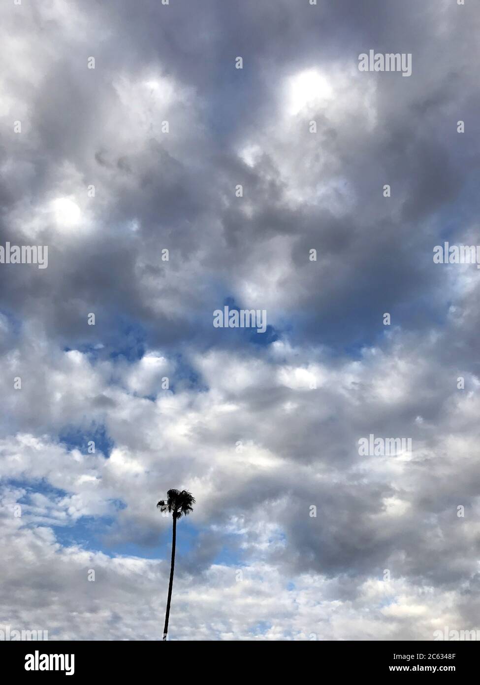 Un palmo soldo si erge contro un cielo nuvoloso Foto Stock