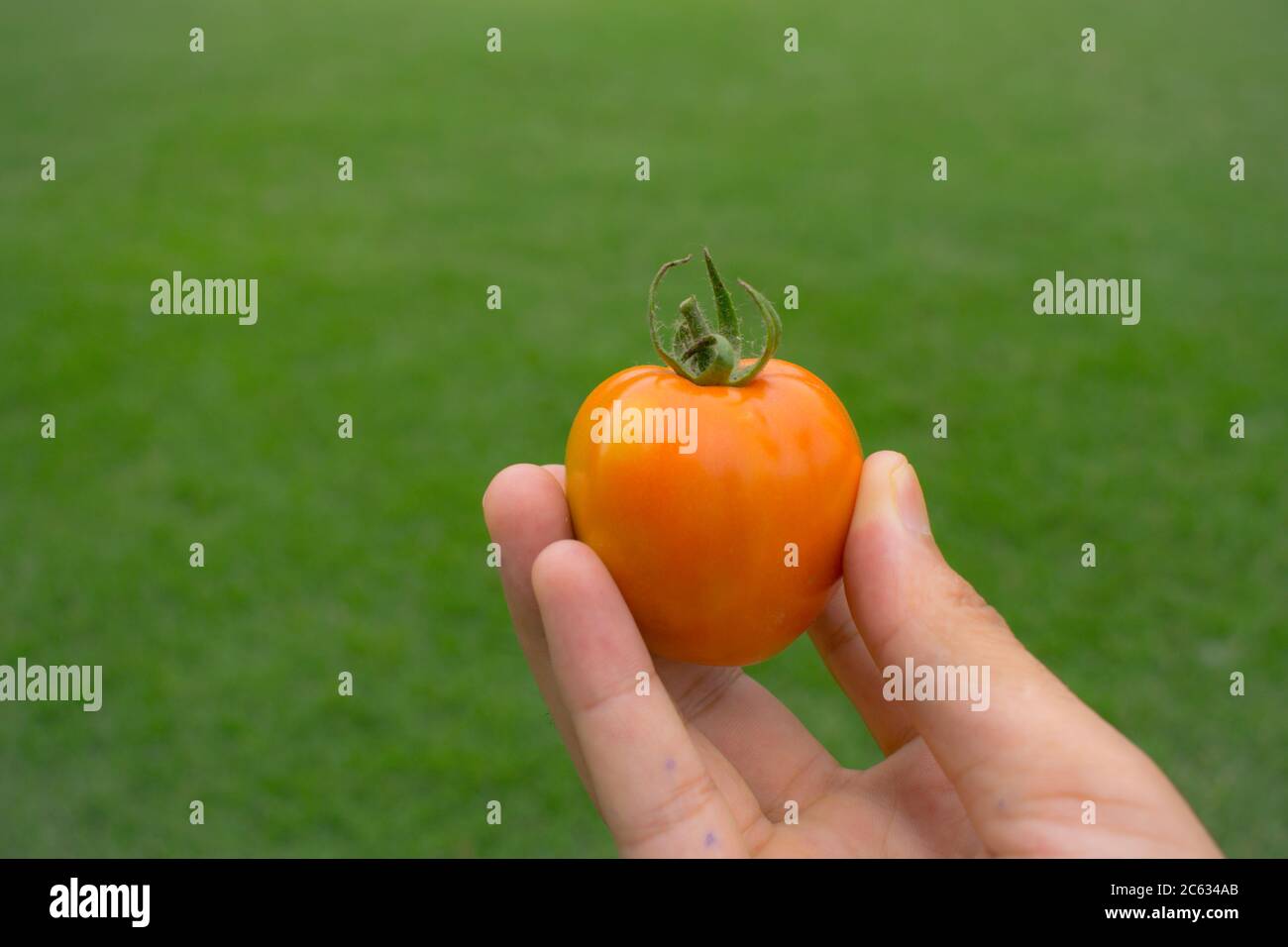 Mano che tiene il pomodoro. Foto Stock