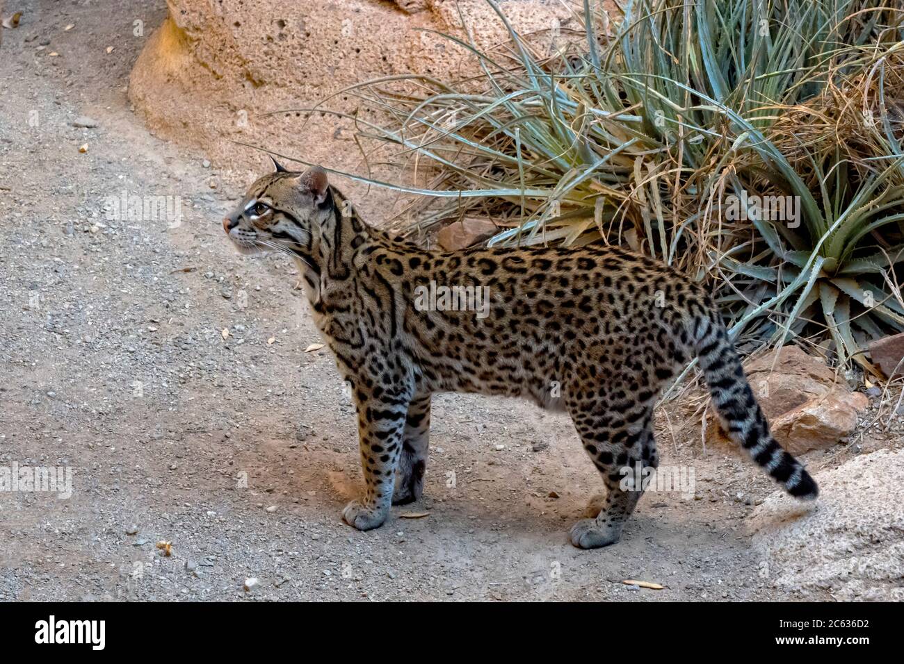 Ocelot che si prowling nel deserto dell'Arizona meridionale Foto Stock