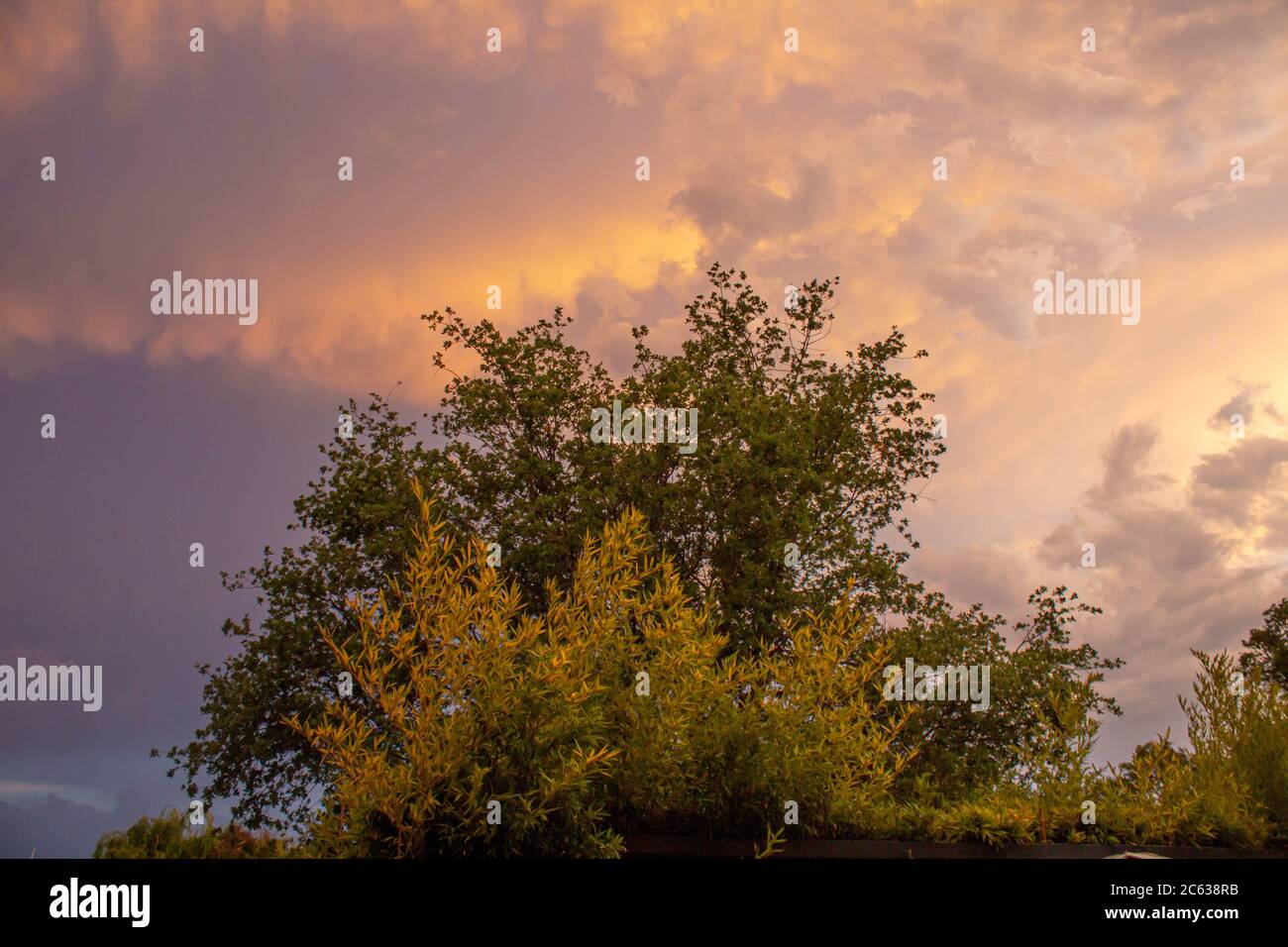 cielo nuvoloso colorato con ombre di alberi al tramonto Foto Stock