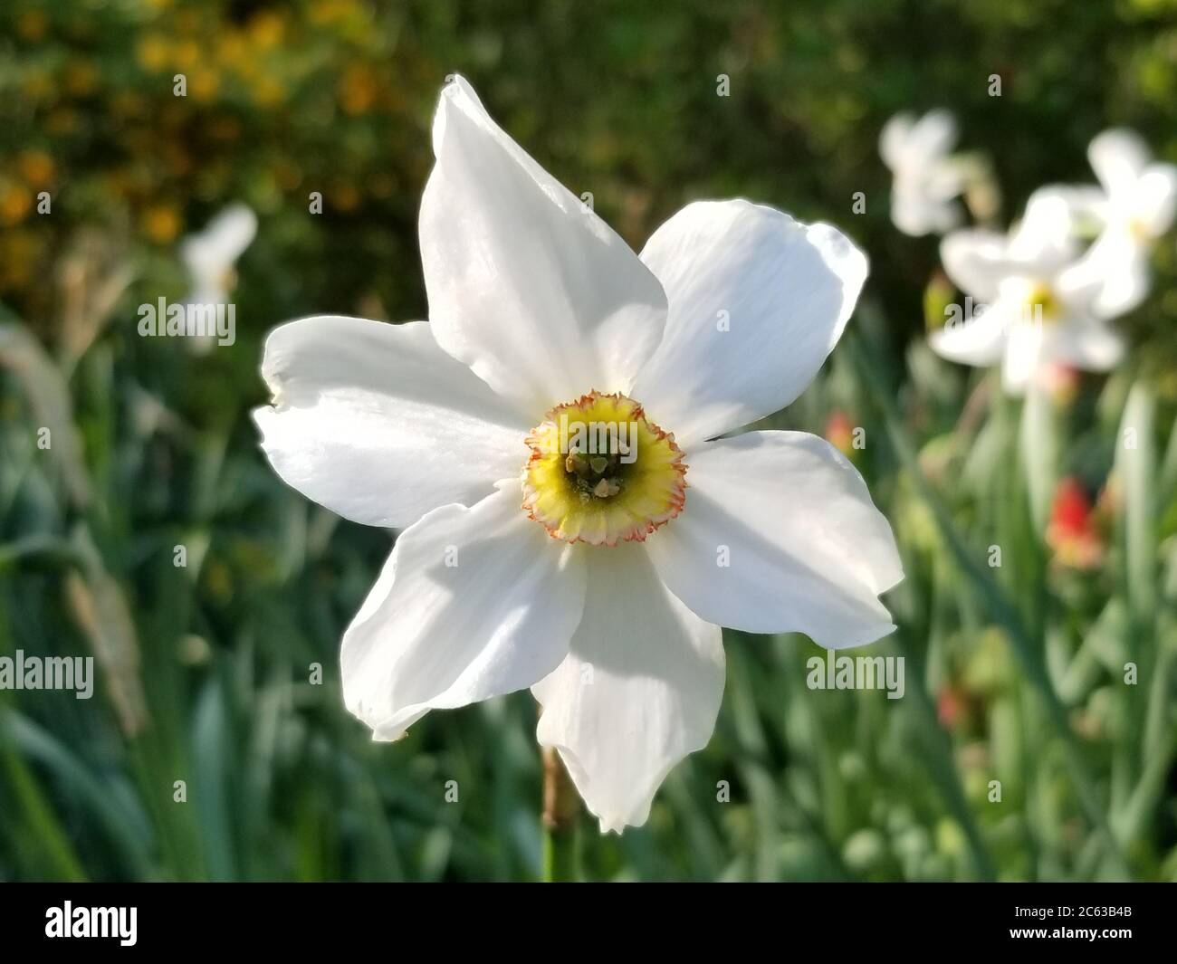 Poeti narcissus (Narcissus Poeticus), un fiore bianco coltivato di narcissus con un centro giallo con uno sfondo sfocato di foglie verdi e ombre. Foto Stock