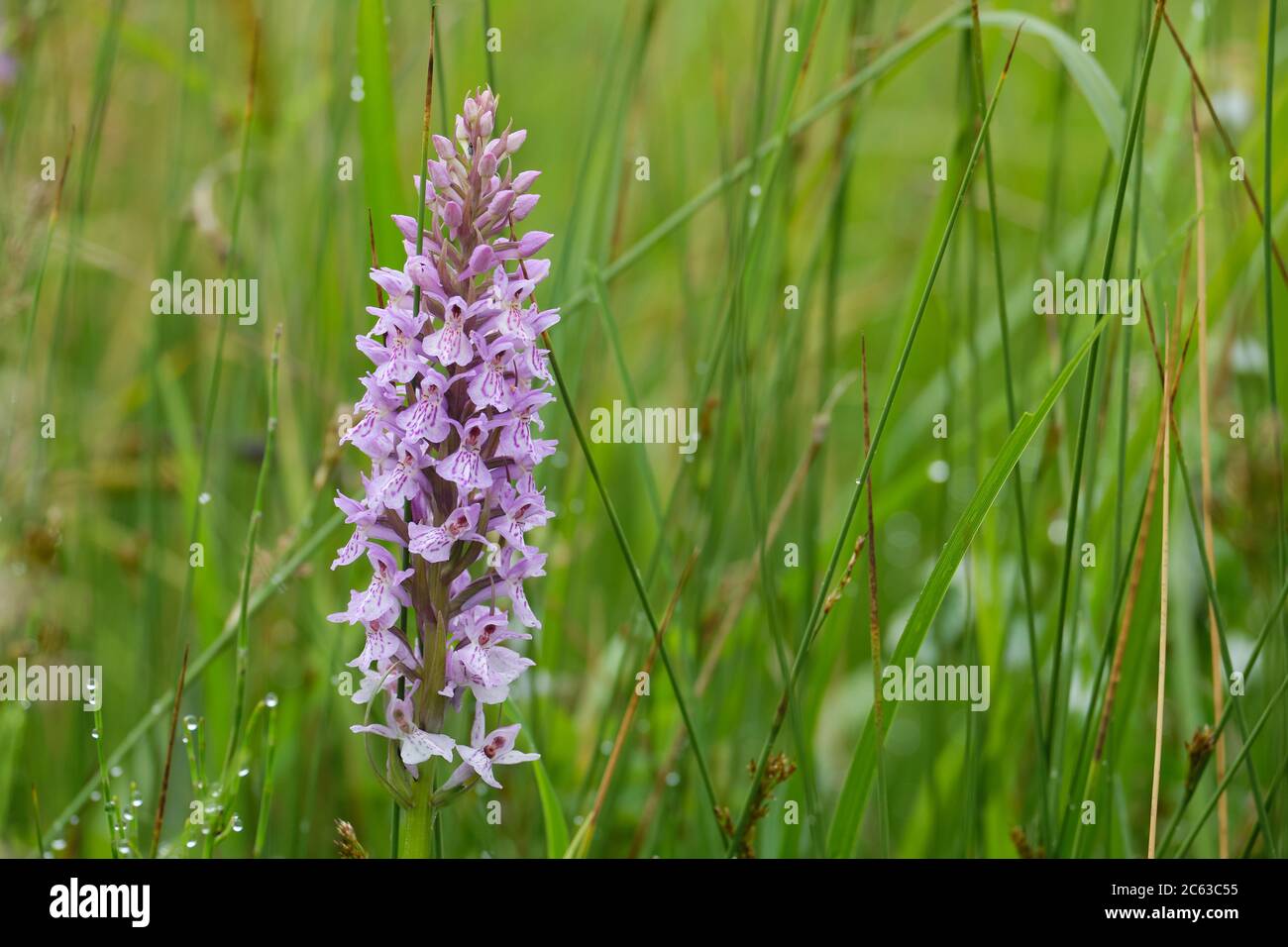 Orchidea viola (Orchis mascola) in un prato inglese Foto Stock