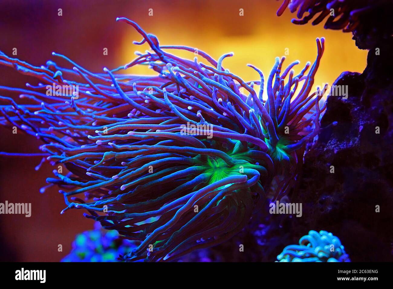 Lunghi tentacoli colorati coralli vivi nella vasca dell'acquario della barriera corallina di acqua salata Foto Stock