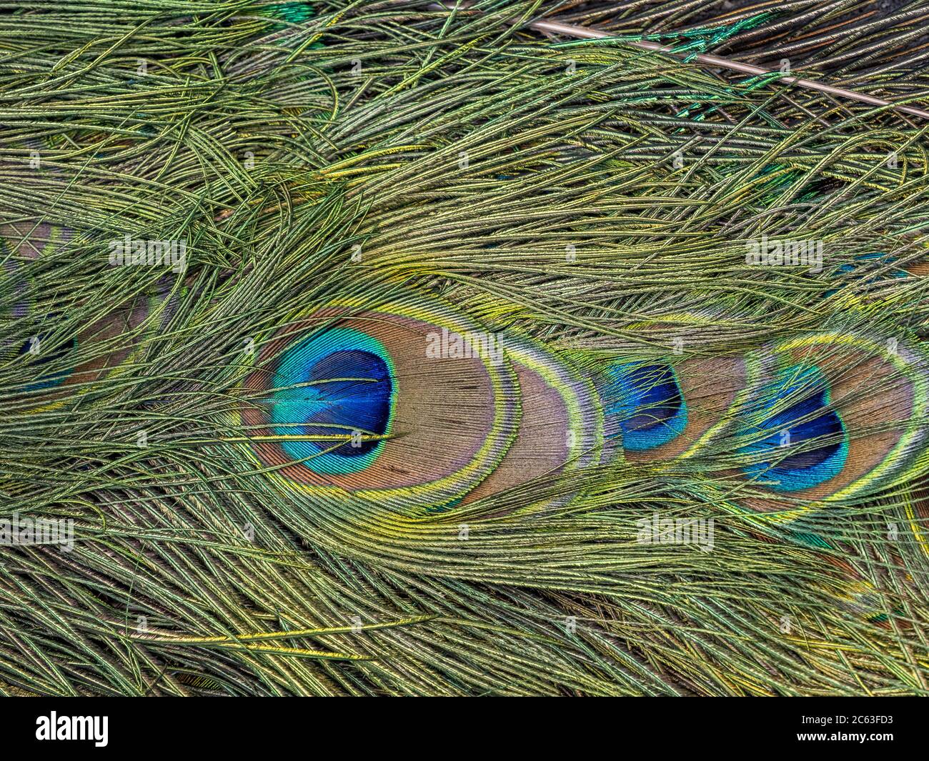 Primo piano dei dettagli in piume di pavone Foto Stock