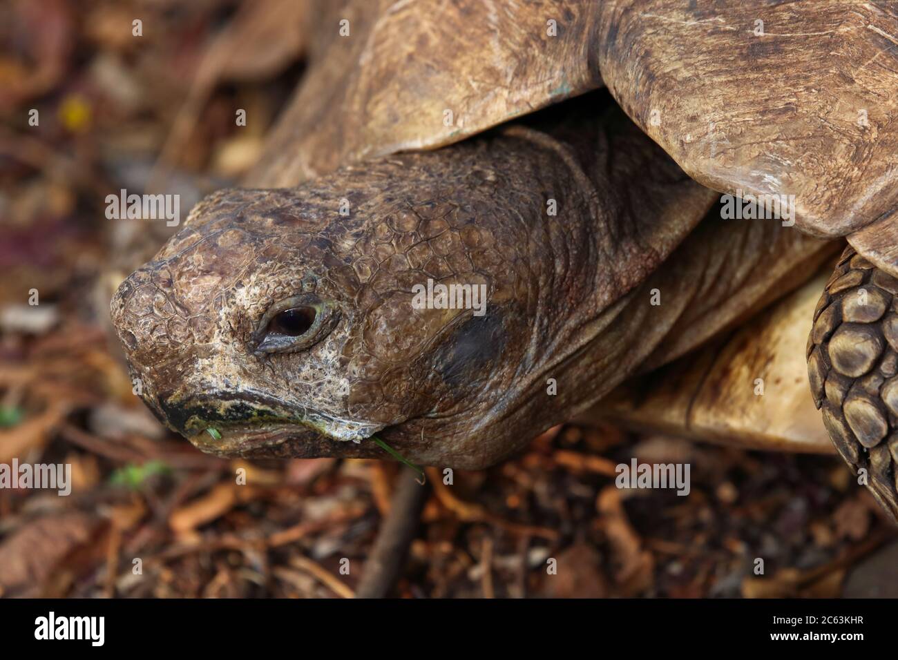 Viso tartaruga leopardata africano invecchiato (Stigmochelys pardalis) Foto Stock