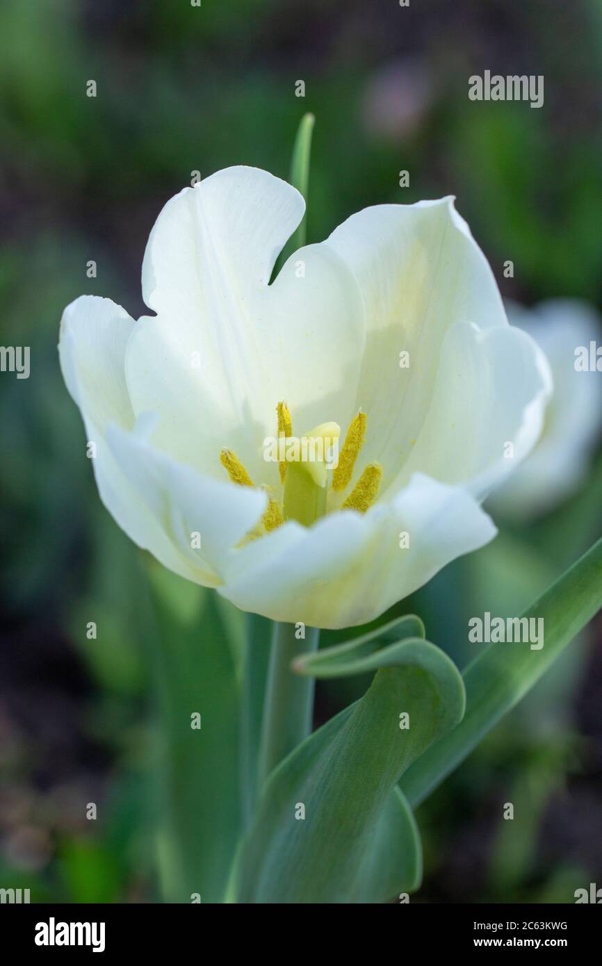 Primo piano tulipano bianco fiore, foto verticale. Fiore di primavera su letto di fiori verdi. Foto Stock