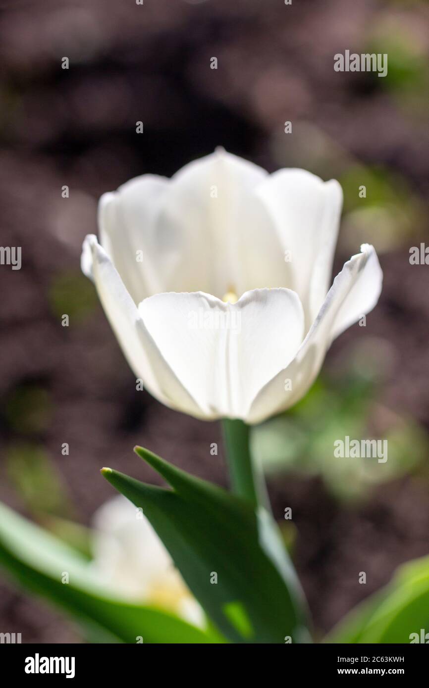 Primo piano tulipano bianco fiore, foto verticale. Fiore di primavera in una giornata di sole Foto Stock