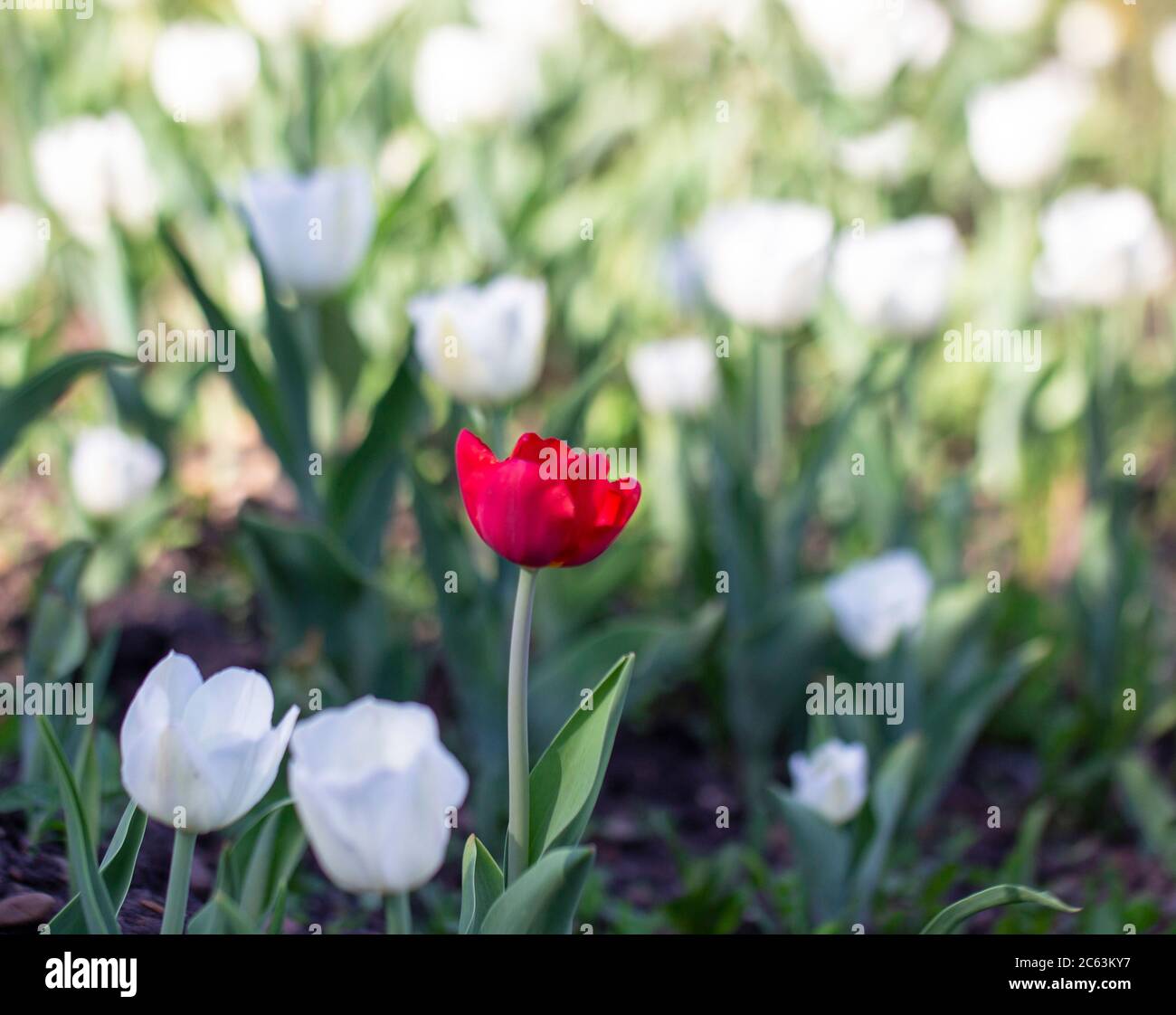 tulipano rosso fiore in primo piano. tulipano rosso tra fiori bianchi. Primavera sole giorno. Sfondo sfocato. Foto Stock