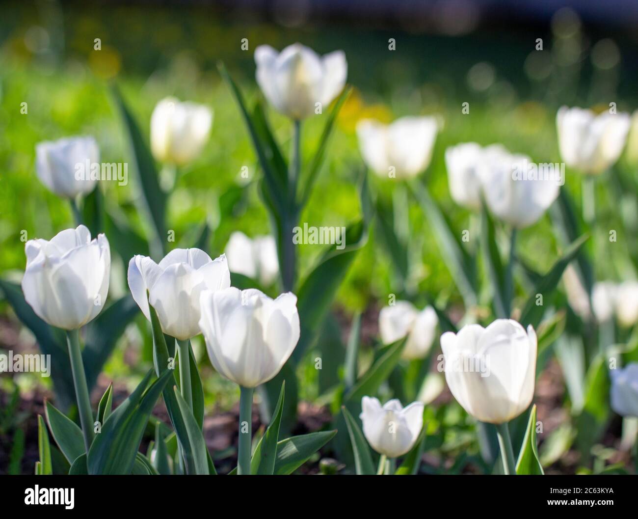 Tulipani bianchi in fiore nel giardino o nel parco. Giornata di primavera soleggiata. Foto Stock