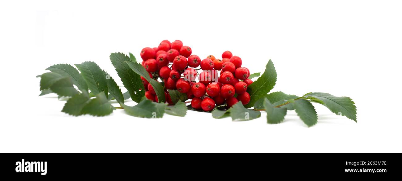 Bacche di Rowan , cenere di montagna, Sorbus aucuparia, isolato su uno sfondo bianco. Ramo di cenere di montagna con bacche rosse e foglie verdi. Foto Stock