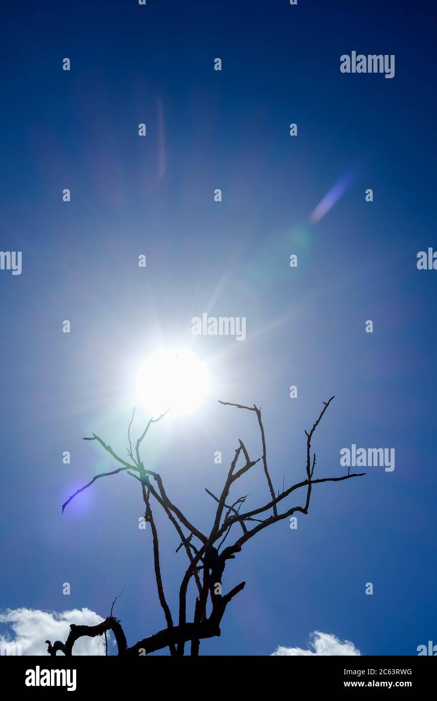 Un albero morto sotto il sole caldo Foto Stock