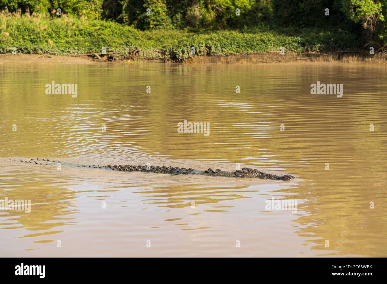 Coccodrillo che si agguanava nel torbido Foto Stock