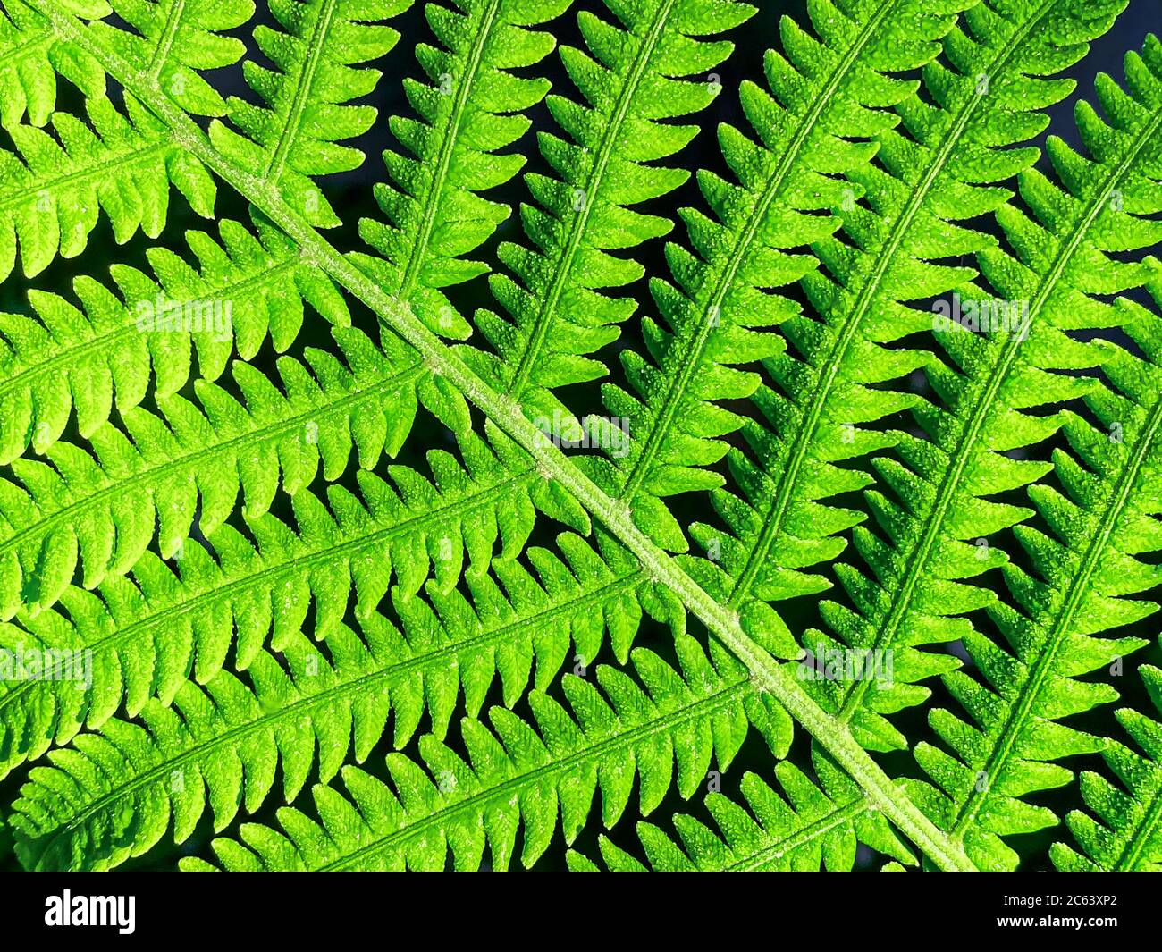 foglia di felce verde giovane con rugiada mattutina. perfetto motivo di felce naturale. vista macro Foto Stock