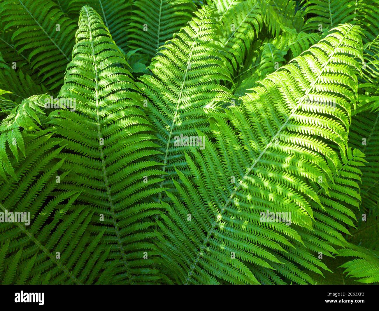 foglie fresche di felci in una foresta nella soleggiata giornata estiva. verde natura sfondo Foto Stock