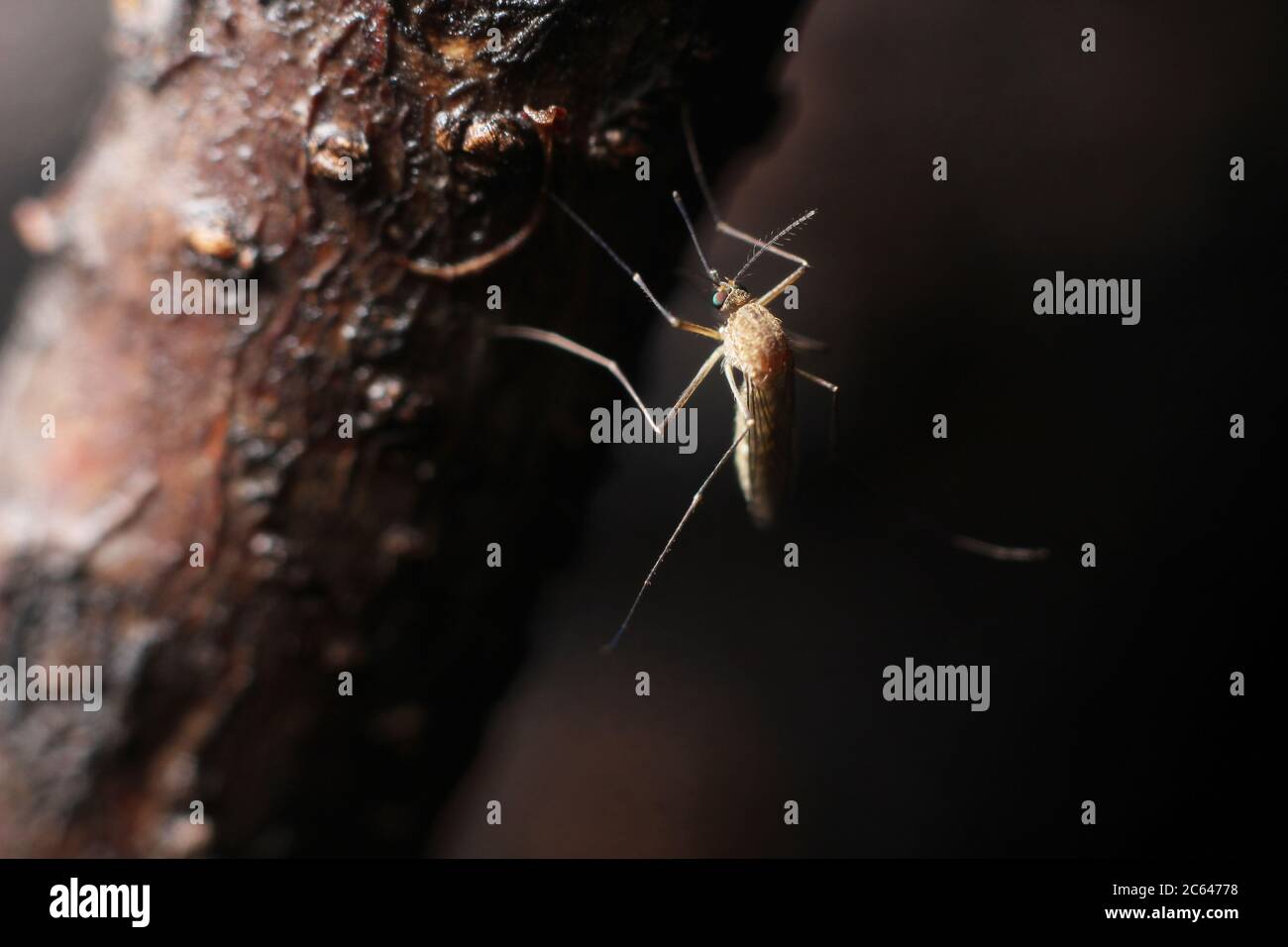 Esseri viventi in natura. Foto Stock