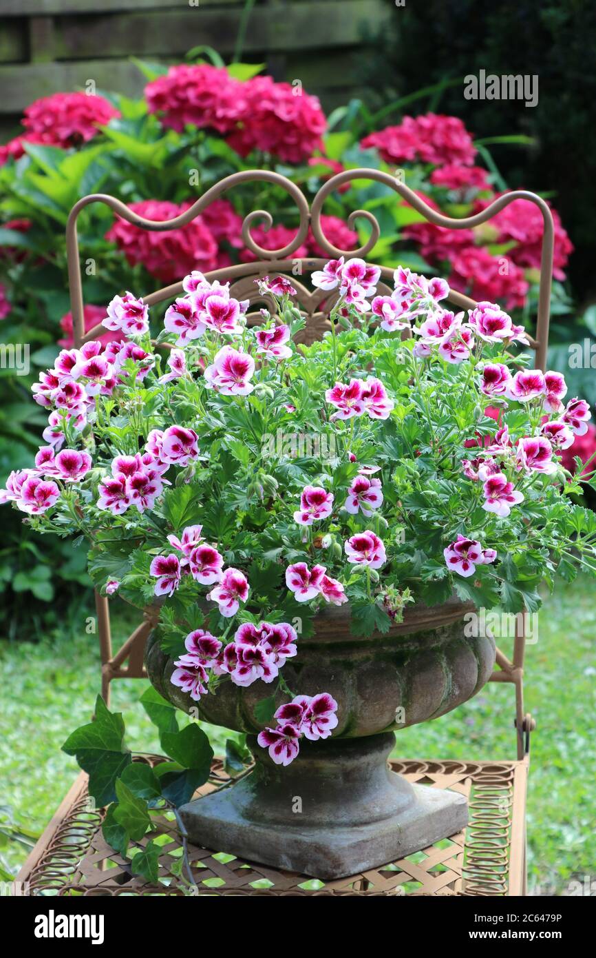 geranio rosa in vaso di piante in giardino estivo Foto Stock